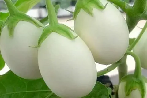 تصویر 3 از خرید بادمجان سفید دلمه ای + قیمت عالی با کیفیت